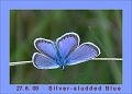 silver studded blue butterfly-3